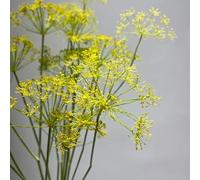 Finocchio - orticole resistenti in vaso rare resistente antiche varietà serre balcone giardino sul balcone 250semi