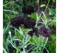 Fior di lino commestibile dal giardino gotico - oltre 500 Centaurea cianea nera doppia per un giardino stupefacente, alto e vibrante
