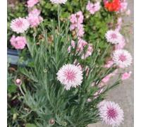 Fiordaliso balcone parterre giardino semi di resistente estate tagliate acquistare semi 500pcs