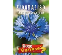 FIORDALISO (Cyanus segetum) - SEMI