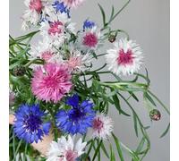 Fiordaliso - giardino balcone semi di selvatici resistenti vaso selvatiche semi di 100pcs