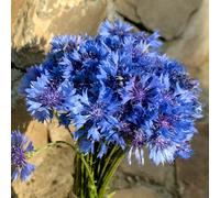 Fiordaliso perenni di resistente balcone parterre di semi selvatici semi reali interni 400pcs