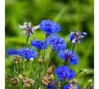 Fiordaliso - semi coperto giardino 1000pcs