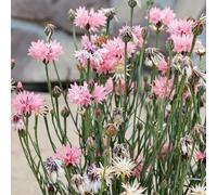 Fiordaliso semi di ornamentali giardino interno giardino balcone 400pcs