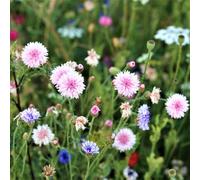 Fiordaliso - vaso per selvatiche semi di ornamentali giardino interno giardino balcone 400pcs