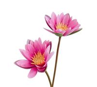 Fiore artificiale, Fiori artificiali, fiori finti, bouquet di ninfee, loto artificiale, 60 cm/23,6 pollici, 2 bastoncini for matrimoni, casa, arredamento for ufficio(Fuchsia)