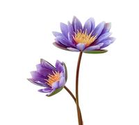 Fiore artificiale, Fiori artificiali, fiori finti, bouquet di ninfee, loto artificiale, 60 cm/23,6 pollici, 2 bastoncini for matrimoni, casa, arredamento for ufficio(Purple)