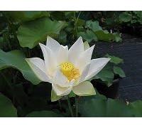 Fiore di Loto Bianco Nelumbo Angel - Rizoma Vivo di Loto Ornamentale - Pianta Acquatica per Laghetti e Vasi - Fioritura Estiva Decorativa