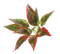 Fiori artificiali e piante erbacee progettate per la decorazione di interni, matrimoni, feste e uffici, offrendo una vegetazione di lunga durata senza irrigazione (4)