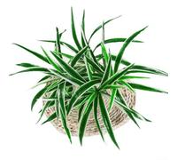 Fiori artificiali e piante erbacee progettate per la decorazione di interni, matrimoni, feste e uffici, offrono una vegetazione di lunga durata senza irrigazione (10)