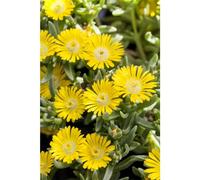 Fiori da pranzo WHEELS of WONDER® 'Golden WONDER' - Delosperma 'Golden Wonder', fioritura gialla in vaso 12 cm, resistente all'inverno, in qualità giardiniere di fiori cinghiali - 12 cm