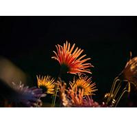 Fiori d'arancio - Puzzle da 300 pezzi per amici, regali intellettuali, tempo libero, intrattenimento, decorazioni per feste 14 anni+