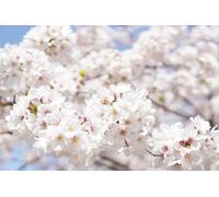 Fiori di ciliegio in piena fioritura - Gioco puzzle per adulti da 8000 pezzi - Adatto al rilassamento, alla meditazione e al gioco educativo 14 anni+