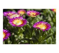 Fiori di mezzogiorno Wheels of Wonder® 'Purple Wonder' - Delosperma 'Purple Wonder', in vaso 12 cm resistente all'inverno, in qualità da giardiniere di fiori cinghiali - 12 cm