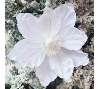 Fiori di Natale glitterati grandi, in velluto, magnolia, ornamenti floreali artificiali, confezione da 6 fiori piegati, decorazione per albero di Natale, ghirlande, centrotavola per (Verde scuro)