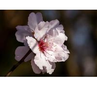 Fiori di pesco - Puzzle da 2000 pezzi per adulti: educativo, ottimo regalo di montaggio per familiari e amici (14 anni+)