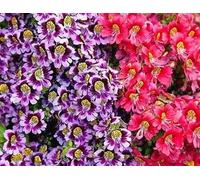 Fiori farfalla semi misti - Schizanthus wisetonensis
