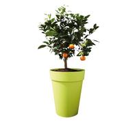 Fiori in vaso LU superiore Ø 35 cm