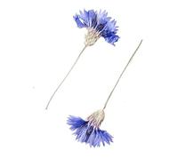 Fiori Pressati Essiccati 60 pezzi di fiordaliso blu naturale pressato essiccato con gambi, fiori, piante, erbario for gioielli, cartoline, custodie for telefono, segnalibri, artigianato Fiori Pressati