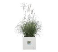 E_0002_S7196653 Elho Vaso Elho Bianco Ø 39 cm Plastica Quadrato Moderno Clima E