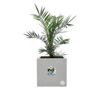 Elho Fioriera Elho Vivo Next Square 40 - Grigio - Ø 39 X H 38 Cm - Da Interno/es