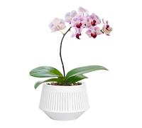 Fioriera in plastica controllo radici per orchidee sane doppio per for strato 15