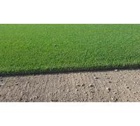 Firecracker Festuca arundinacea - Prato Verde, Denso e Resistente Barenbrug 15kg