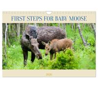 FIRST STEPS FOR BABY MOOSE (Wall Calendar 2026 DIN A4 landscape), CALVENDO 12 Month Wall Calendar: Mother moose protects her baby as he takes his first steps in the forest