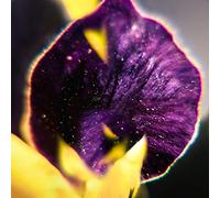 Fis - From Patterns To Details