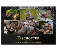 Fischotter - putzige Kerlchen und elegante Schwimmer (Wandkalender 2026 DIN A2 quer), CALVENDO Monatskalender: Der Fischotter ist zwar ein ... das possierliche Tier einfach nur knuddeln.