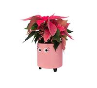 Fisura - Originale vaso da fiori con design a occhio. Vasi da giardino moderno decorativo. Vaso a gambe per cactus. Vaso in ceramica per fiori e piante grasse. 13 x 12,5 cm. (Rosa)