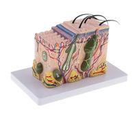 FITIOS Modello di Anatomia della Pelle Umana ingrandito 35 Volte - Strumento didattico for dermatologia e biologia - Display for Ricerca scientifica con Parti Staccabili