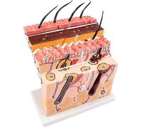 FITIOS Modello di Anatomia della Pelle Umana ingrandito 70 Volte - Visualizzazione ingrandita del Tessuto cutaneo sezionale - Ausilio didattico for l'anatomia e la fisiologia