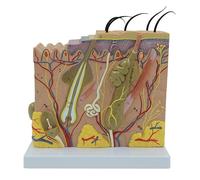 FITIOS Modello di Pelle Umana 3D ingrandito 70x - Struttura Anatomica dei Tessuti for la Formazione in cosmetologia Medica e chirurgia plastica