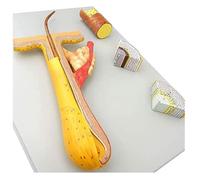 FITIOS Modello di trapianto di follicolo pilifero ingrandito 700x - Anatomia del Cuoio capelluto Staccabile a 4 Strati con Struttura scheletrica - Kit di Formazione in dermatologia