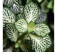 Fittonia giardino balcone rialzato letto semi di tetti verdi ornamentali d'appartamento per resistenti vaso 250pcs