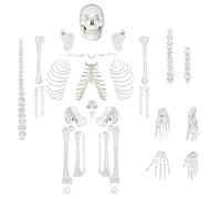 Fivtyily - Modello di scheletro umano disarticolato per anatomia, a grandezza naturale, modello anatomico, 23 dischi intervertebrali, 3 parti, teschio con mascella mobile articolata mano e piede con