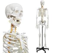 Fivtyily Modello di scheletro umano per anatomia, a grandezza naturale, modello di scheletro umano medico con sistema nervoso, 179,8 cm, con supporto girevole per studio medico e display 3 poster