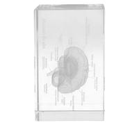 FIXOSHEE Fermacarte Anatomico 3D in Cristallo Incisione Struttura Cervello, Decorazione Casa e Ufficio Educativa per Studenti di Medicina e Appassionati di Anatomia