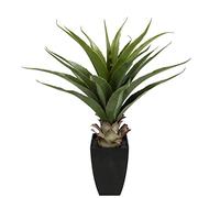 Flair Flower Agave in Vaso