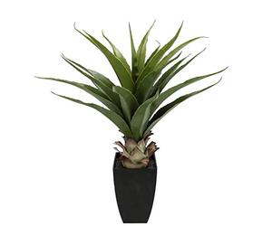 Flair Flower Agave in Vaso