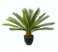 Flair Flower Cycaspalme in vaso