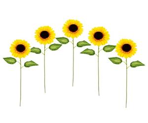 Flair Flower Girasoli artificiali, set da 5 pezzi, singolo ramo autunnale e autunnale