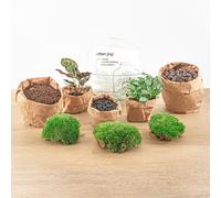 Flaschengarten DIY Set - Terraro Con Rake, Pala, Pinzette E Forbici - Ø 2