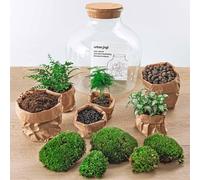 Flaschengarten Fai da Te Set Fat Joe Verde Ø 29 CM - Mini-ökosystem per Vostra