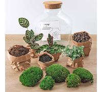 Flaschengarten Set Di Fat Joe - 30 CM Terraro Con Piante, Muschio E Decorazione