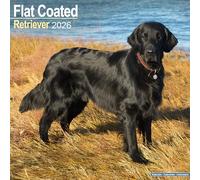 Flat Coated Retriever 2026 Calendar | Square Wall Calendar | Dog Breed Gift | Plastic Free Packaging | by Avonside Publishing