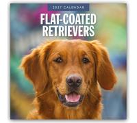 Flat-Coated Retrievers - Flat Coated Retriever 2027 - 16-Monatskalender: Original Red Robin Publishing Ltd-Kalender [Mehrsprachig] [Kalender]