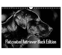 Flatcoated Retriever Black Edition (Wandkalender 2026 DIN A4 quer), CALVENDO Monatskalender: Eleganter Jagdhund, liebevoller Familienhund, treuer Begleiter