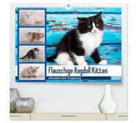 Flauschige Ragdoll Kitten (hochwertiger Premium Wandkalender 2026 DIN A2 quer), Kunstdruck in Hochglanz: Rassekatzen mit Schmusecharakter und Charme
